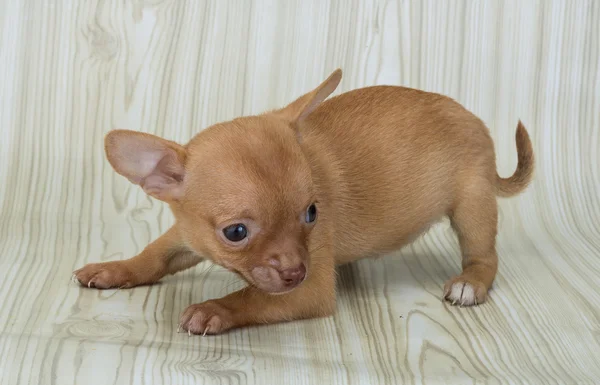 Chihuahua — Stockfoto