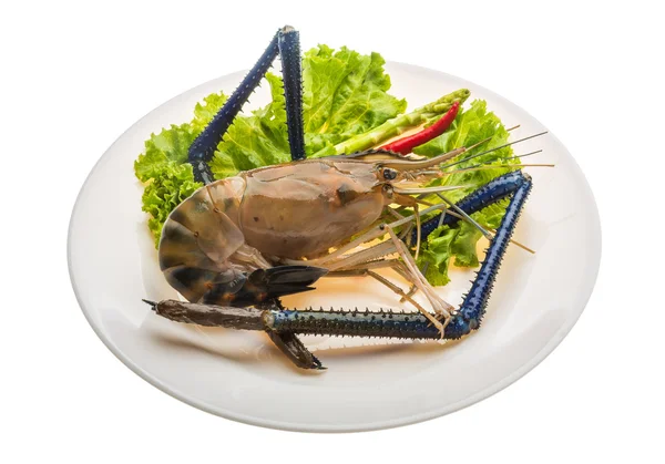 Freshwater prawn — Stock Photo, Image