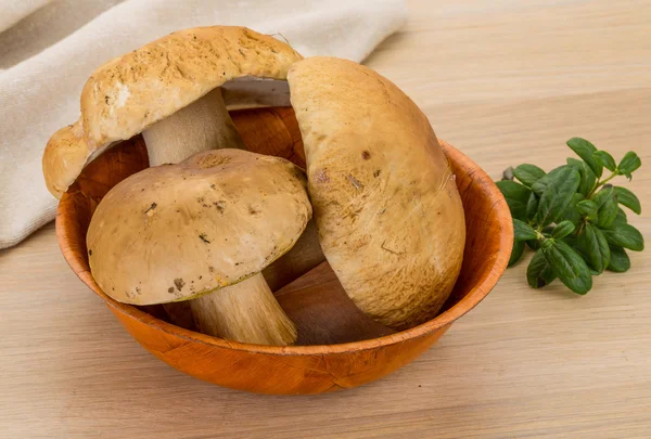 Boletus hongo — Foto de Stock