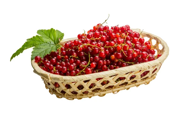 Red currant — Stock Photo, Image