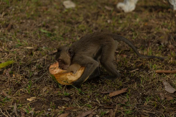 Wilder Affe — Stockfoto