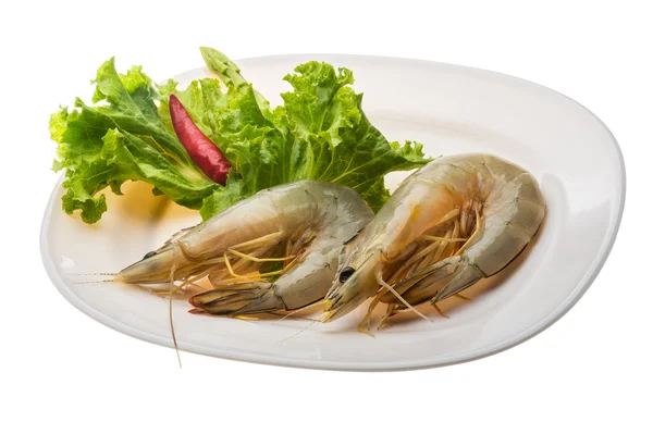 Langostino tigre — Foto de Stock