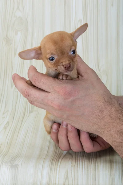 Chihuahua-Welpe — Stockfoto