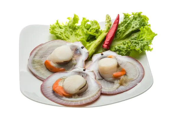 Raw fresh scallop — Stock Photo, Image