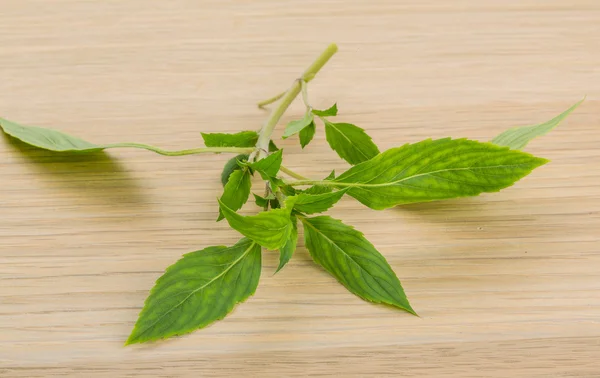 Bergamot bladeren — Stockfoto