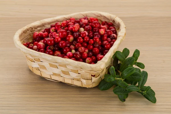 Cowberry — Stock Photo, Image