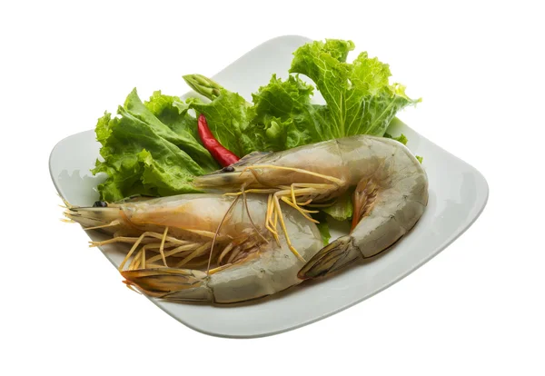 Langostino tigre — Foto de Stock