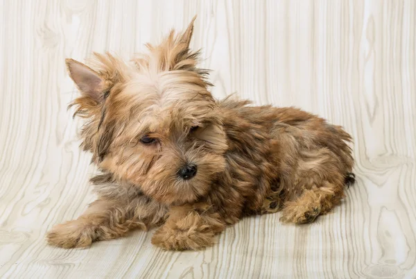 Yorkshire terrier — Stock Photo, Image