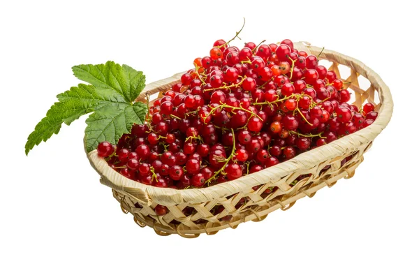 Red currant — Stock Photo, Image