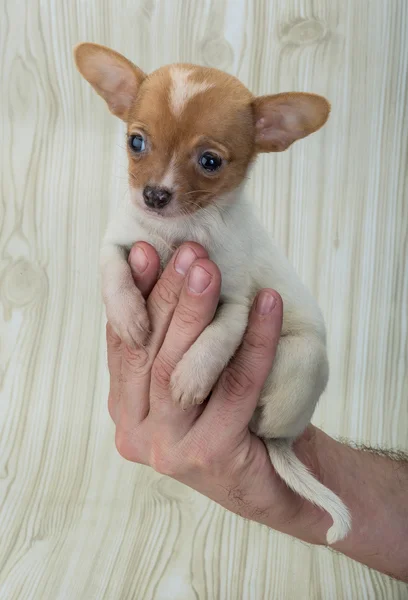 Chihuahua-Welpe — Stockfoto