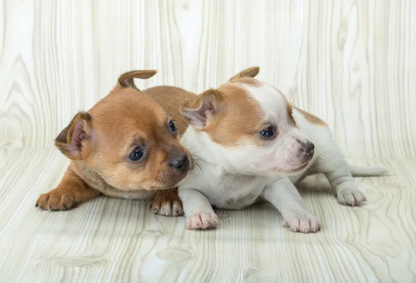 Chihuahua — Fotografia de Stock