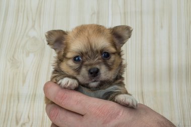 Chihuahua yavrusu