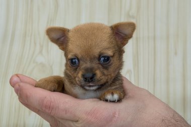 Chihuahua yavrusu