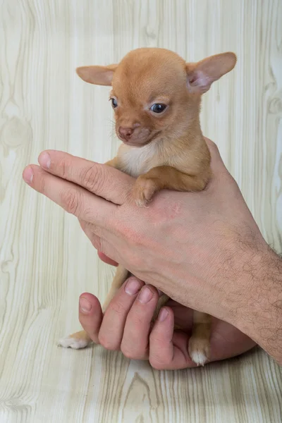 Szczeniak Chihuahua pozowanie — Zdjęcie stockowe