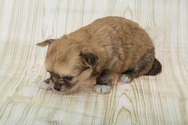 若いチワワ子犬 — ストック写真