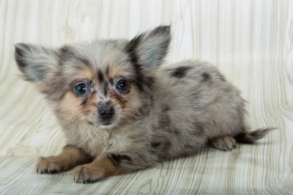 ポーズ チワワ子犬 — ストック写真