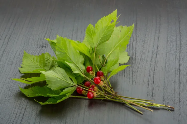 Stone bramble — Stock Photo, Image