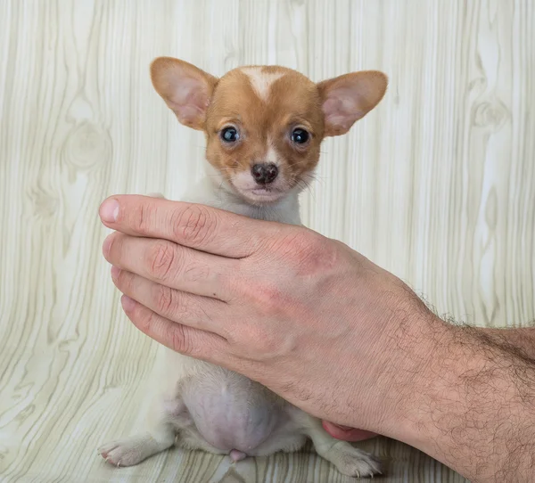 Chihuahua pup poseren — Stockfoto