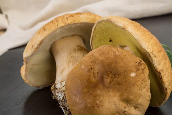 Jamur Boletus — Stok Foto