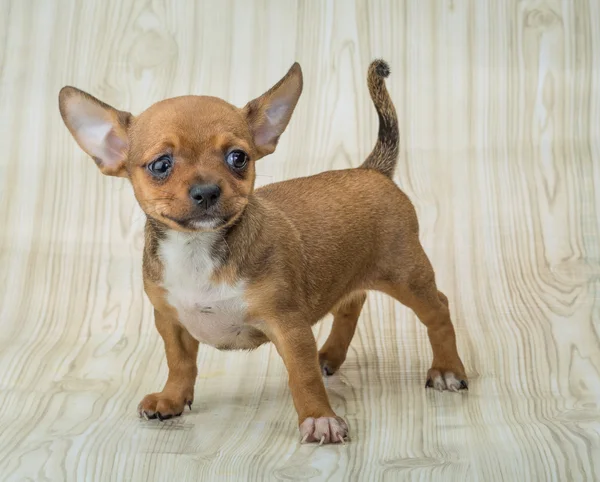 Chihuahua puppy posing — Stock Photo, Image