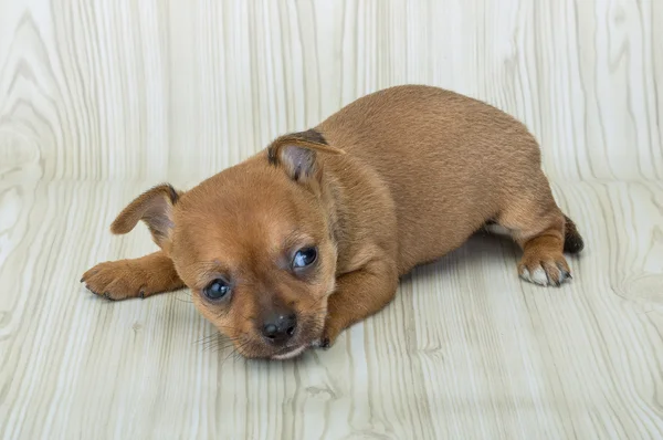 Chihuahua cachorro posando — Fotografia de Stock