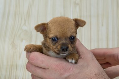 ellerinde Chihuahua yavrusu