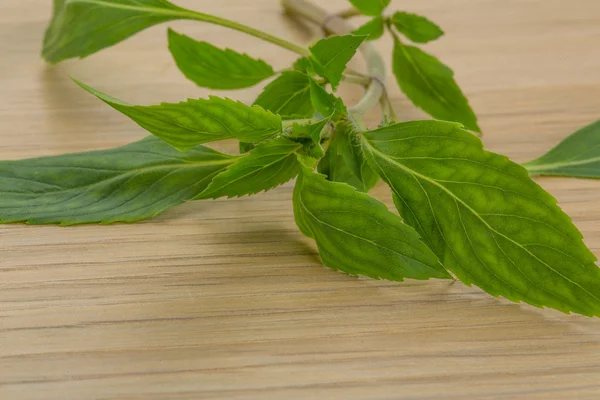 Bergamot daun — Stok Foto