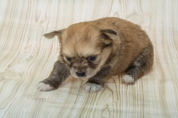 Chihuahua cachorro posando — Foto de Stock