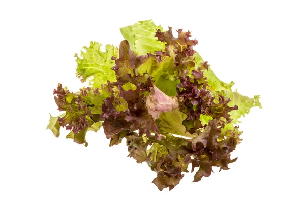 Salad leaves — Stock Photo, Image