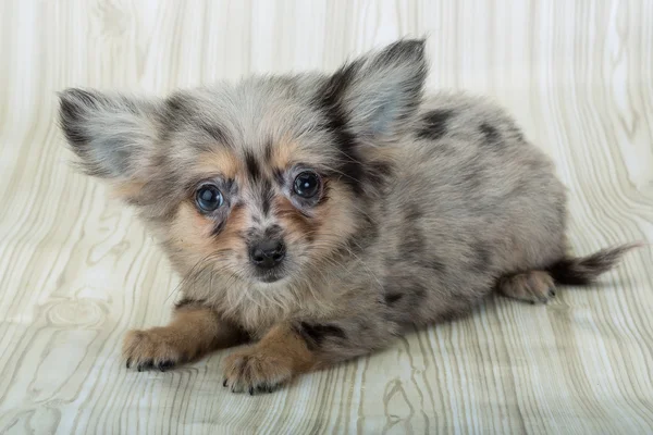 Chihuahua pup poseren — Stockfoto