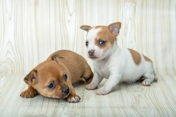 Chihuahua puppies poseren — Stockfoto