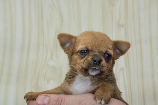 Chihuahua chiot posant — Photo
