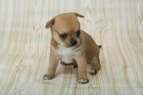 Chihuahua cucciolo in posa — Foto Stock