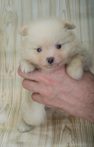 Pomeranian spitz cachorro — Foto de Stock