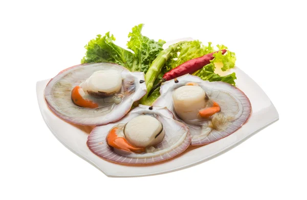 Raw fresh scallop — Stock Photo, Image