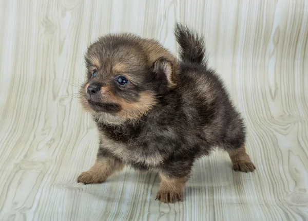 Pomeranian spitz posando — Fotografia de Stock