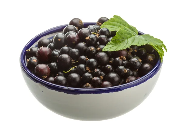 Black currant — Stock Photo, Image