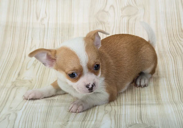 Chihuahua cachorro posando — Fotografia de Stock