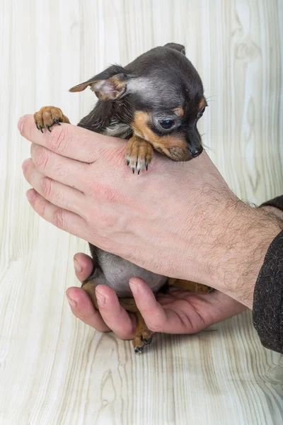 Poz chihuahua yavrusu — Stok fotoğraf