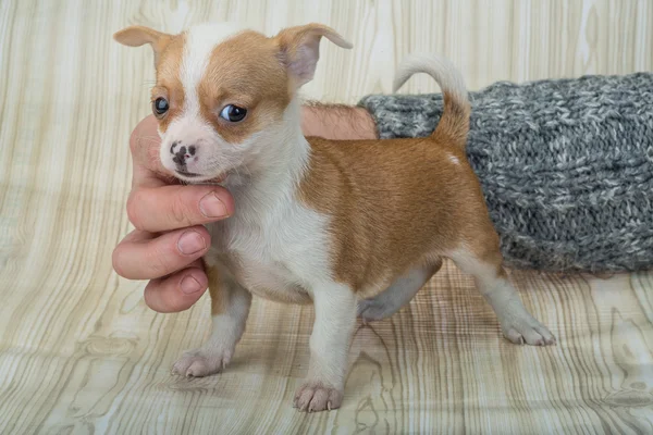 Szczeniak Chihuahua pozowanie — Zdjęcie stockowe