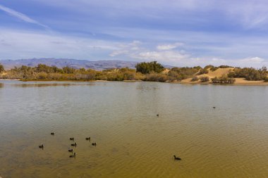 maspalomas dunas vahası