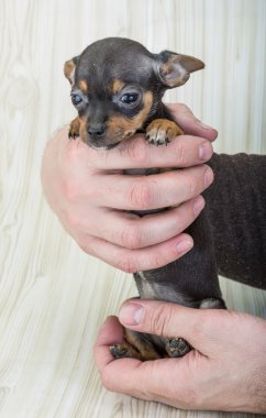 poz chihuahua yavrusu