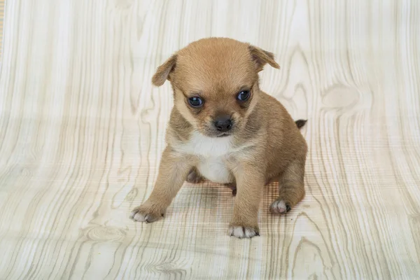 Chihuahua cachorro posando — Fotografia de Stock
