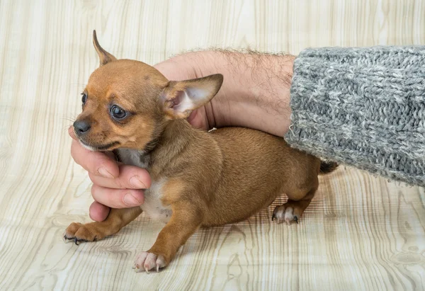 Chihuahua kölyök pózol — Stock Fotó