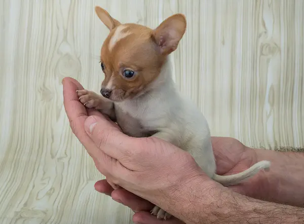 Chihuahua cachorro posando — Fotografia de Stock