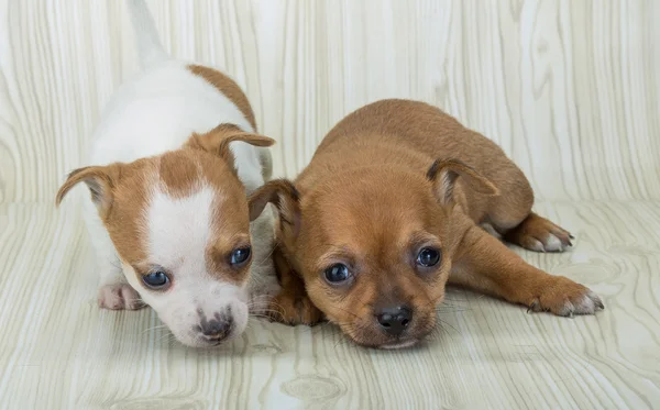 Chihuahua cachorros posando — Foto de Stock