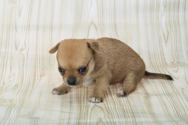 Joven cachorro chihuahua — Foto de Stock
