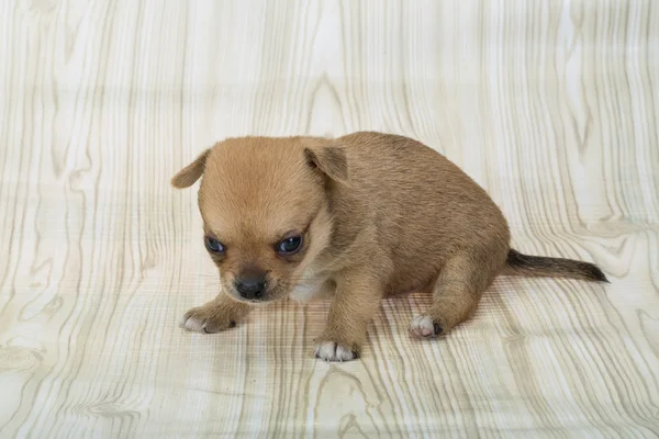 Jeune chihuahua chiot — Photo