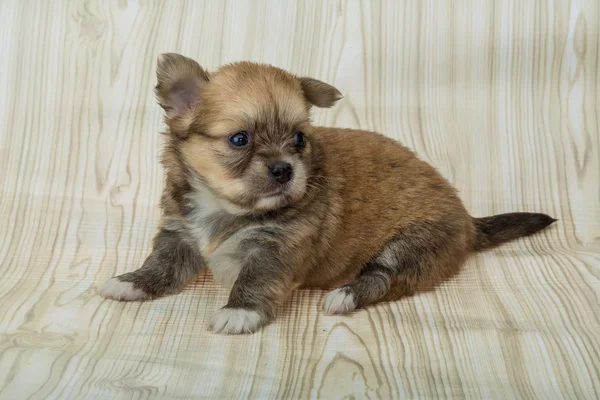 Cãozinho Chihuahua — Fotografia de Stock