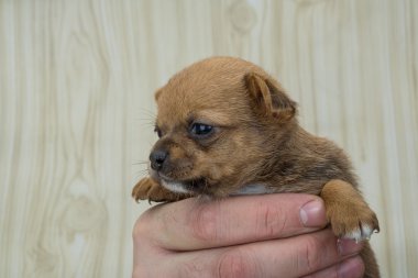 Genç chihuahua yavrusu